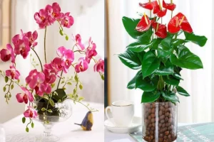 Lễ Vu Lan nên tặng gì cho bố mẹ là ý nghĩa và báo hiếu nhất