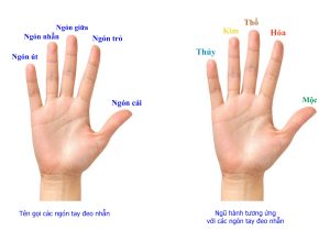 Ý Nghĩa Các Ngón Tay Đeo Nhẫn Trong Phong Thủy